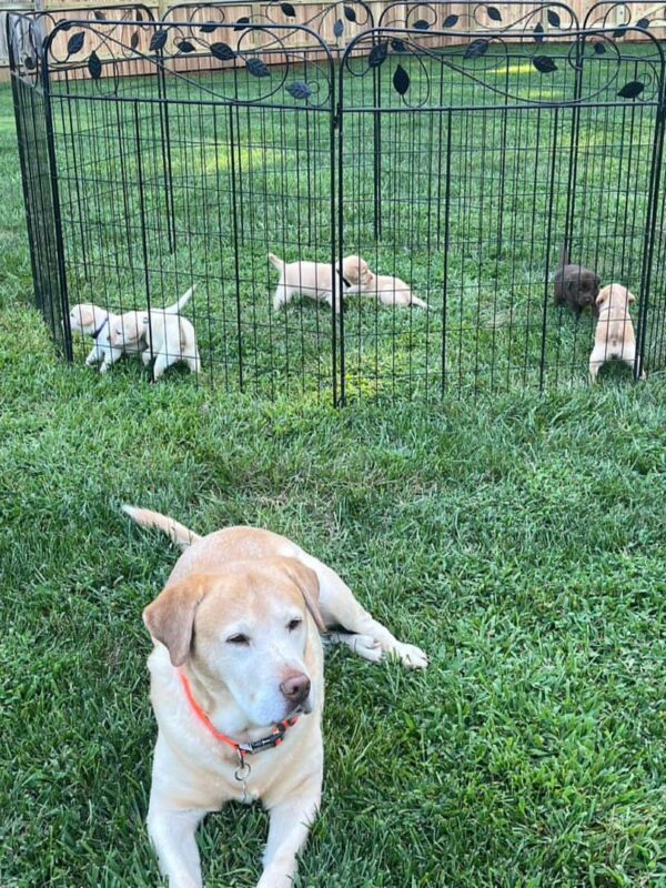 Labrador Puppies Near Me for Sale