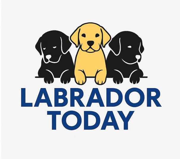 Labrador Puppies Today