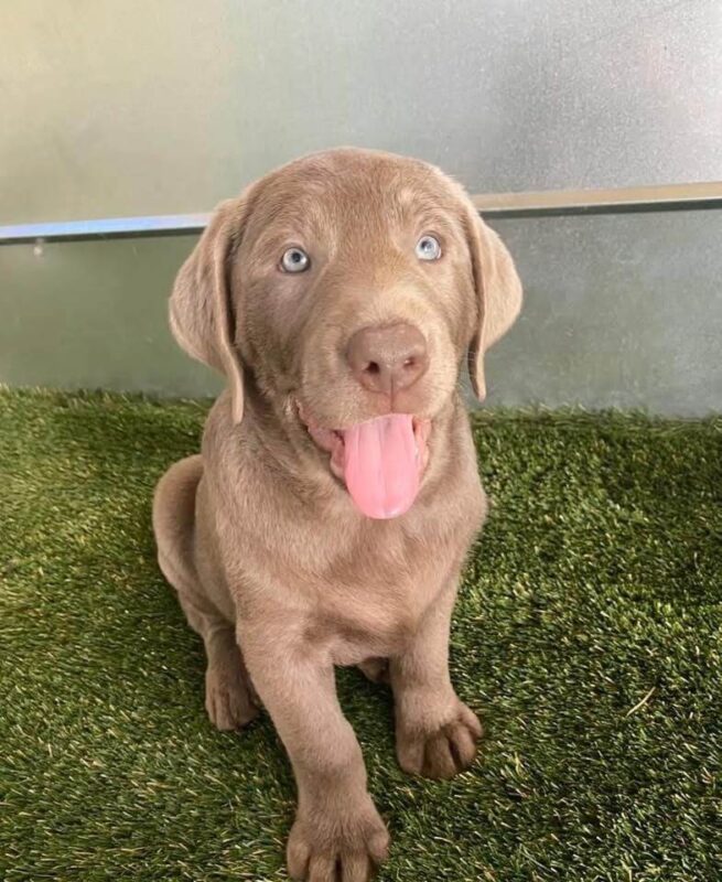 american chocolate lab puppies for sale in pa
