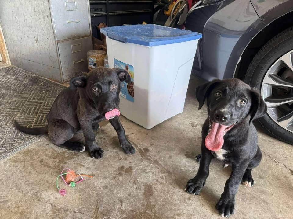 black lab breeders california