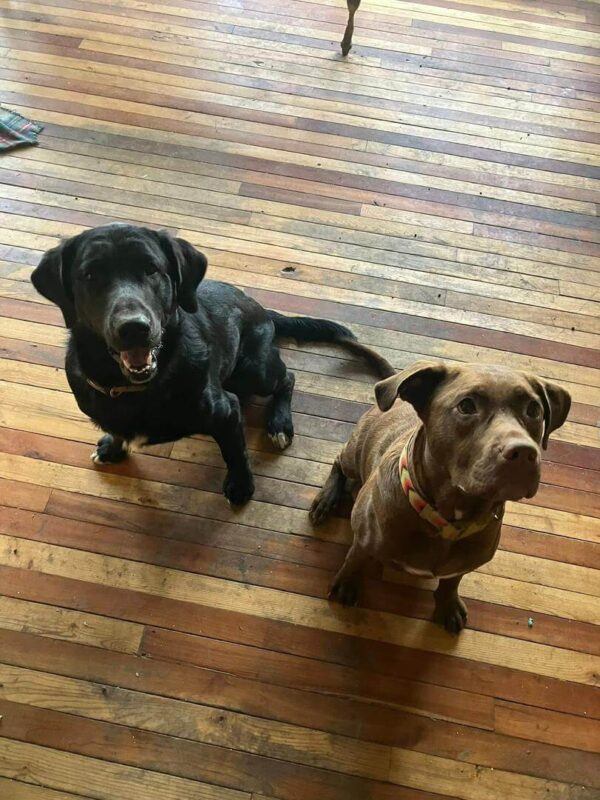 black lab puppies for sale in colorado