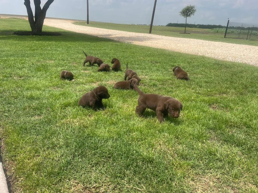lab puppies for sale near me
