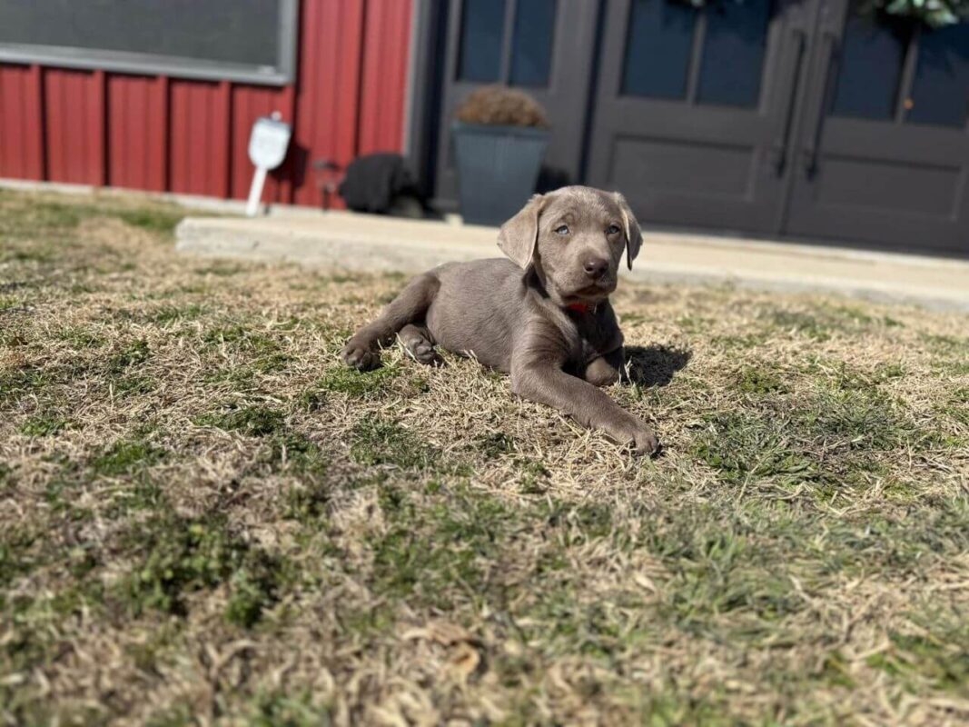 silver lab puppies