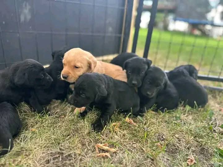 Chocolate Lab puppy