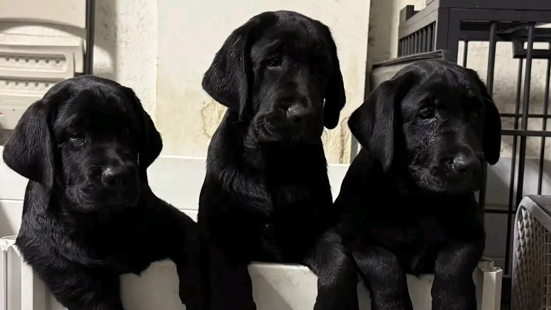 black lab golden retriever mix