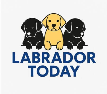 Labrador Puppies Today