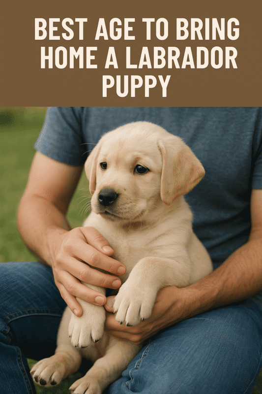 Best Age to Bring Home a Labrador Puppy