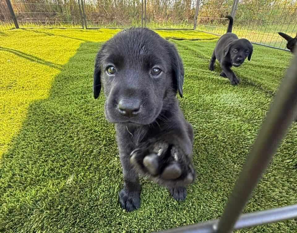 Black Lab Puppies for Sale in Arkansas