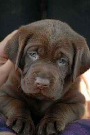 Chocolate Lab Puppies for Sale in Texas