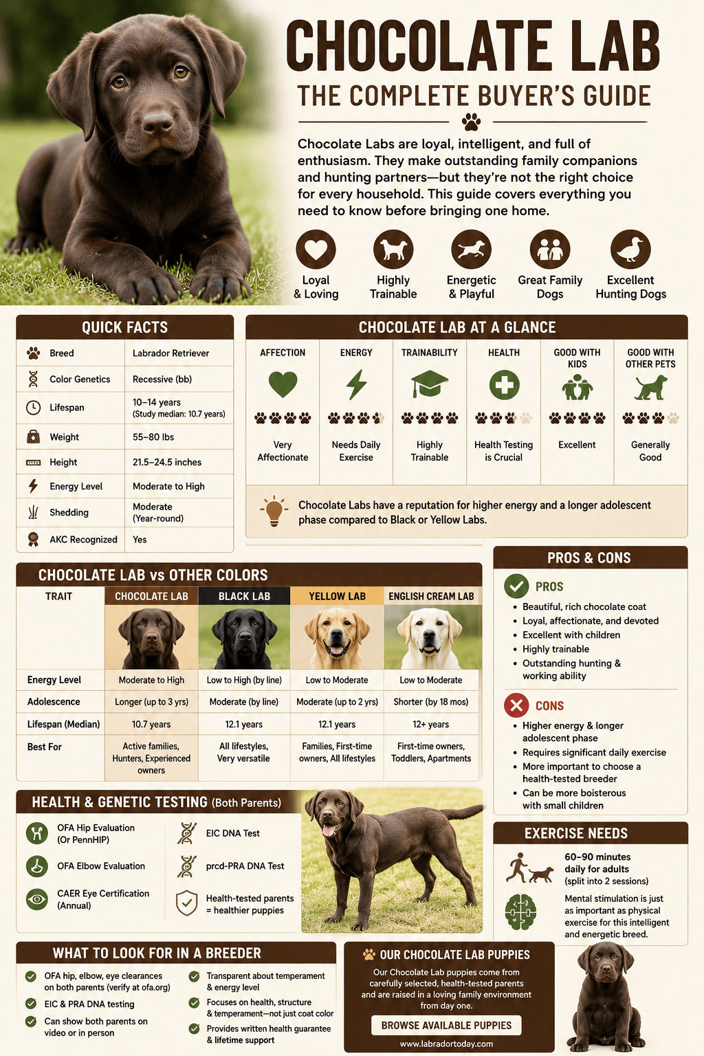 Chocolate Lab Color Sample Chocolate Labs – Complete Buyer's Guide | Labrador Today