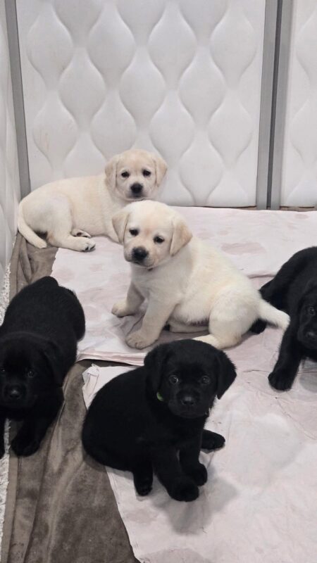 English Labrador Puppies for Sale
