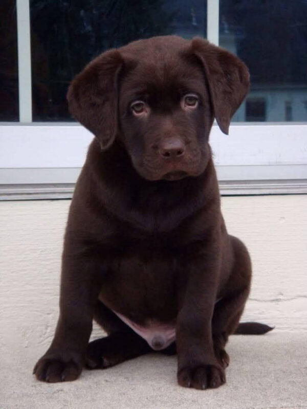 Labrador Retriever Puppies Near Sioux Falls