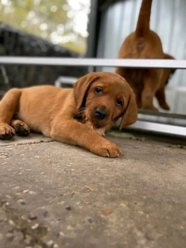 Red Fox Lab Puppies for Sale in Colorado
