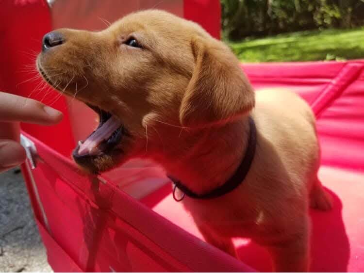 Red Fox Lab Puppies for Sale in Idaho