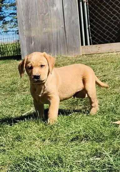 Red Fox Lab Puppies for Sale in Kansas