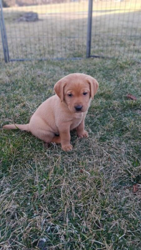 Red Fox Lab Puppies for Sale in Montana