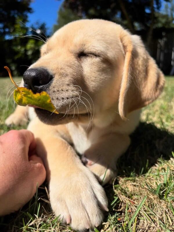 Red Fox Lab Puppies for Sale in Nebraska