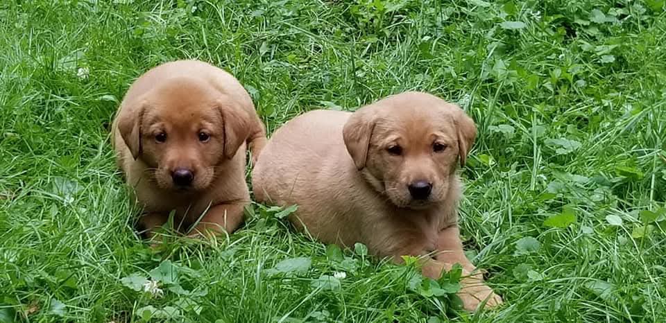 Red Fox Lab Puppies for Sale in Utah