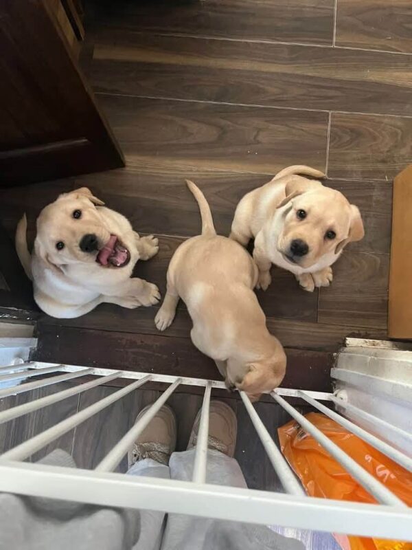 White Lab Puppies for Sale