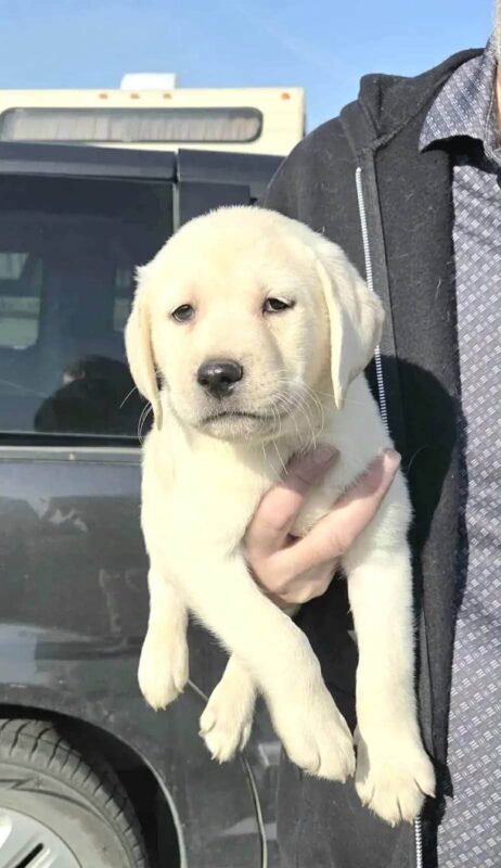 White Labrador Puppy Price