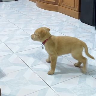 Yellow Lab Puppies for Sale in Texas