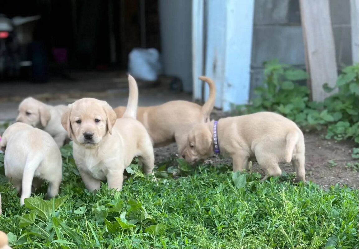 silver lab puppies