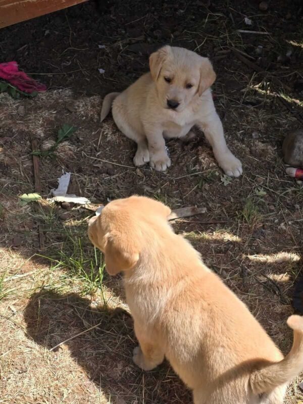 english yellow lab puppies for sale