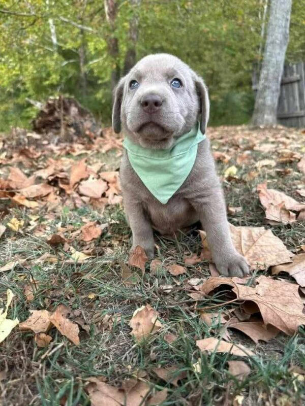 labrador puppies near bismarck