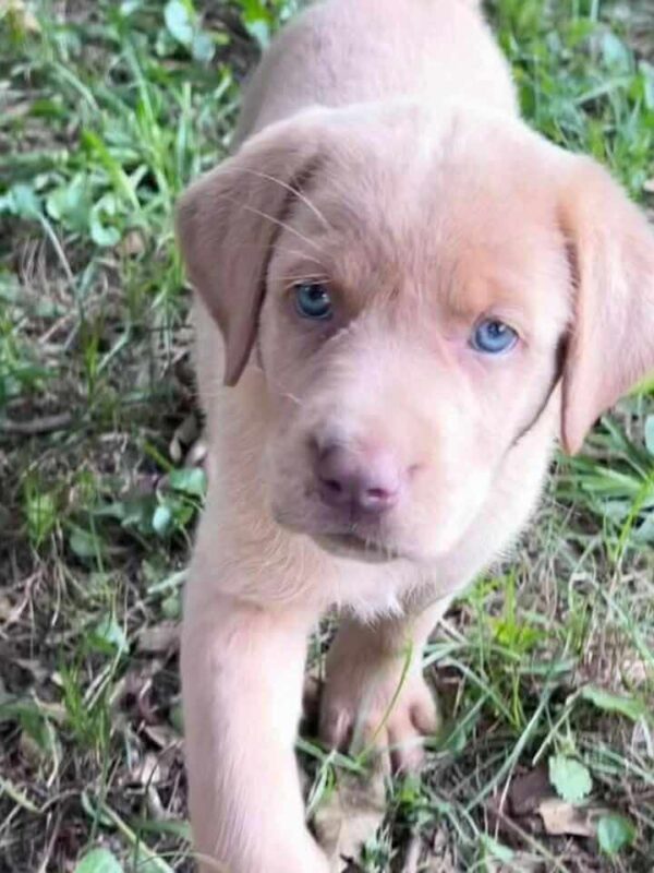 Labrador retriever breeder near Mandan
