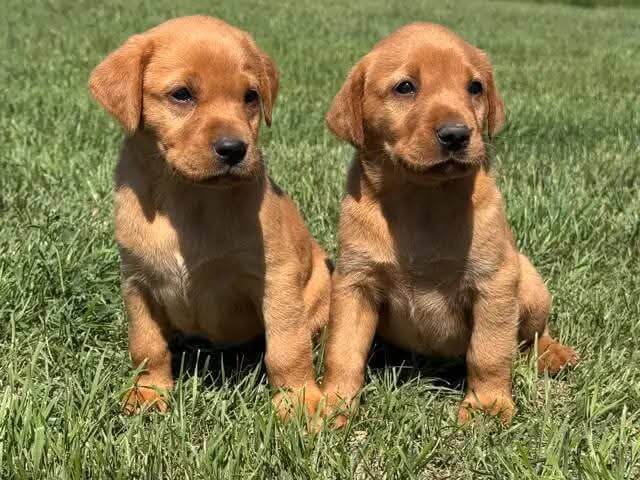 yellow lab puppies for sale near me
