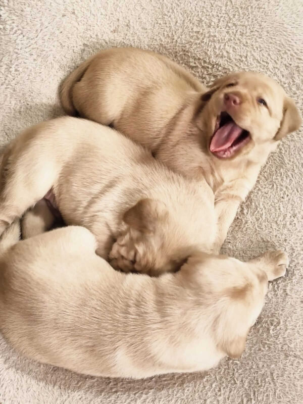 Buying Yellow Lab Puppies