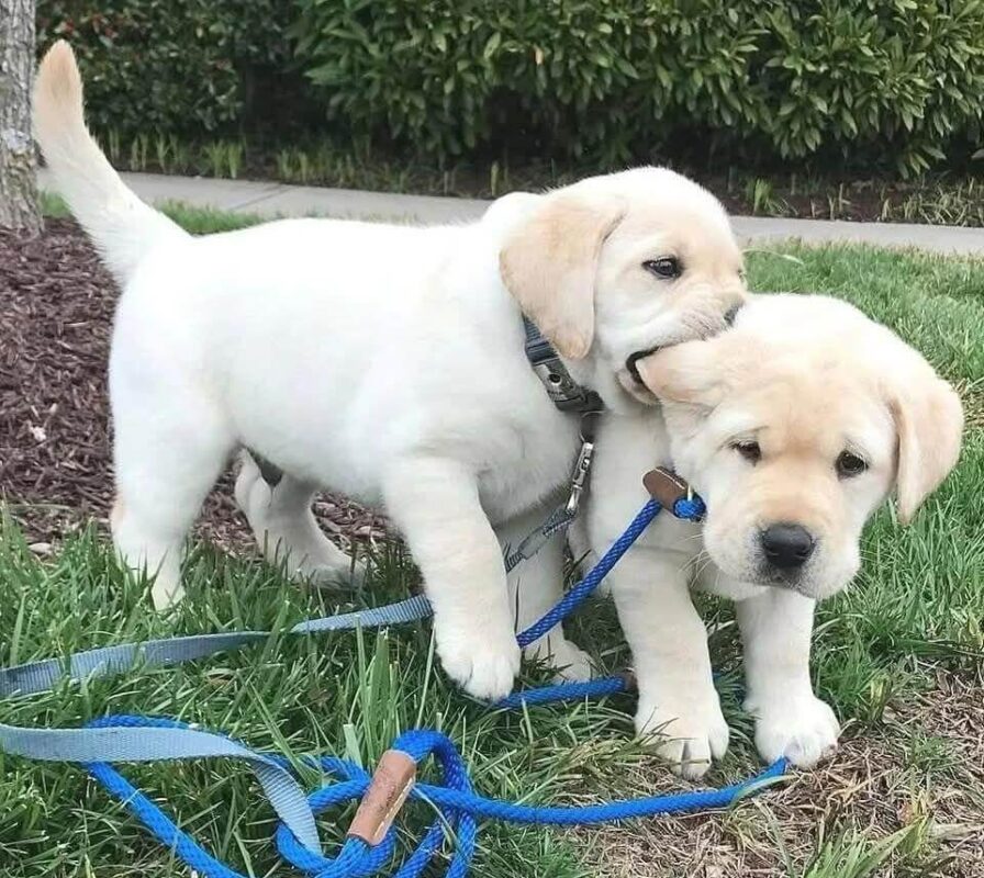 Canadian Labrador Breeders