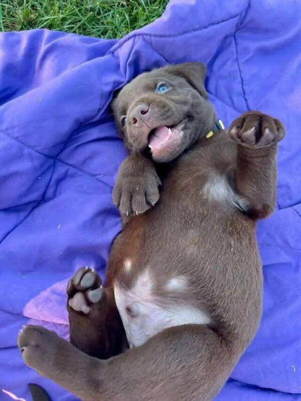 Labrador Puppies for Sale in Ontario