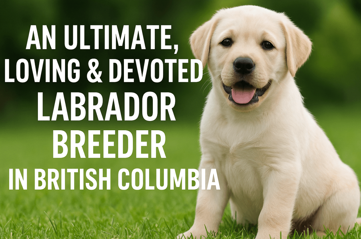 Labrador breeder British Columbia