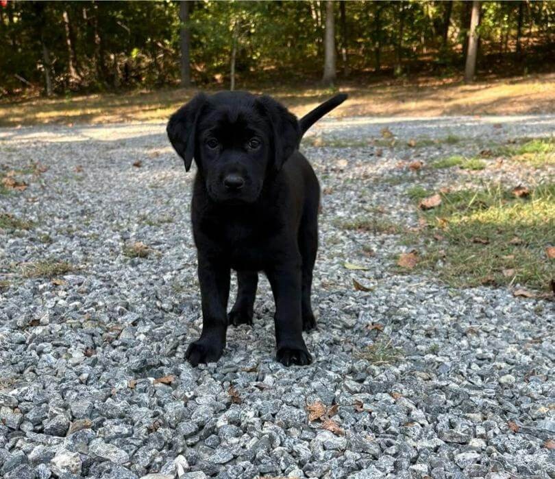 labrador puppies toronto