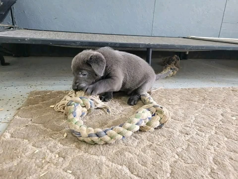 Labrador Puppies for Sale in Newfoundland