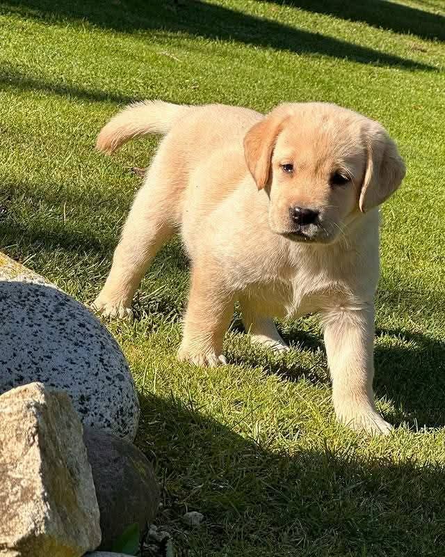 Available Labrador Puppies for Sale