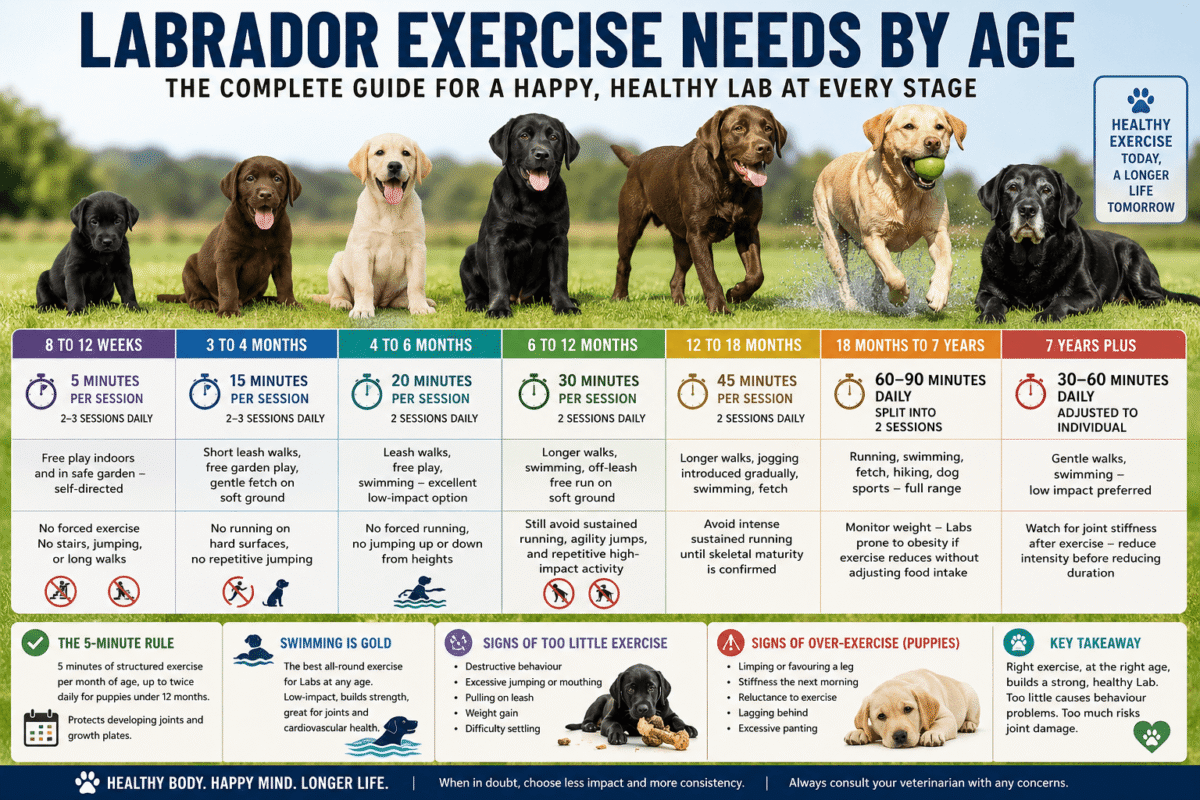 labrador exercise needs by age