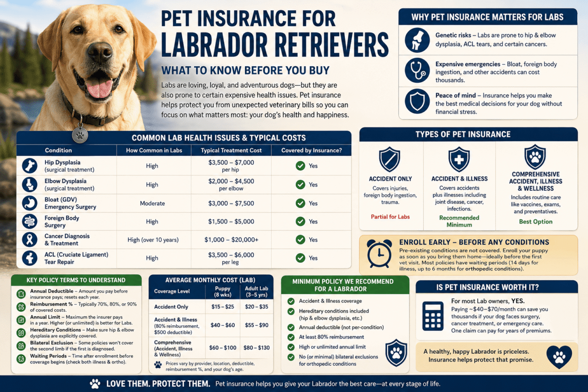 pet insurance for labrador retrievers